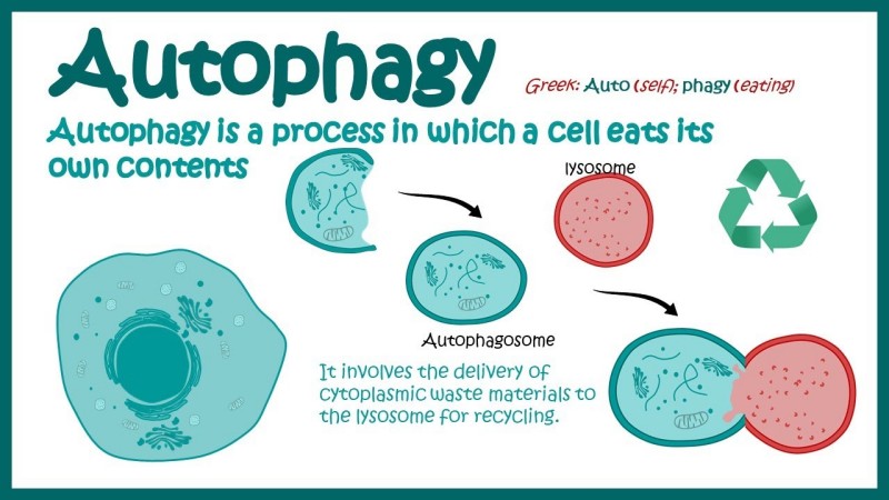 Cellular Autophagy