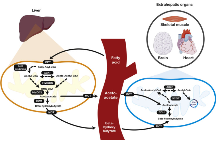 ketone bodies in the liver and extrahepatic organs